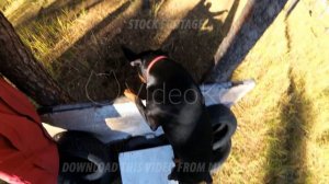 Dog Doberman jumps a barrier on a training ground, top view