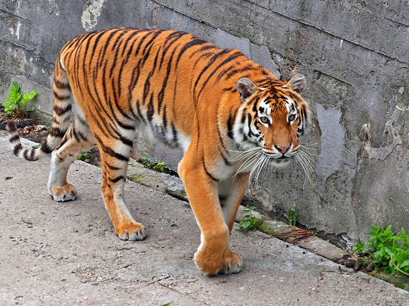 Тайгер видео. Амурский тигр Владивосток. Амурский тигр в городе. Тигр в городе. Тигры в городе Владивосток.