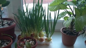 Как вырастить зеленый лук на окне. How to grow green onion on the window