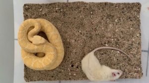 Feeding Albino Western Diamondback Rattlesnake