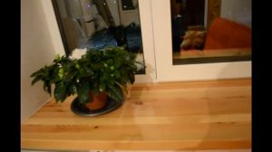 ПОДОКОННИК ИЗ ЛИСТВЕННИЦЫ, АЛЬТЕРНАТИВА ПЛАСТИКОВОМУ ПОДОКОННИКУ.  РЕМОНТ СВОИМИ РУКАМИ.