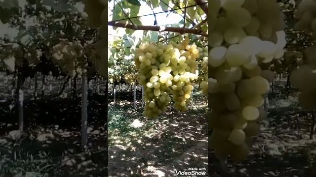 Виноградный рай Таджикистана. Сбор урожая винограда