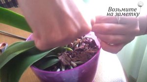 Как обрезать засохший цветонос орхидеи - уход за цветами фаленопсиса.