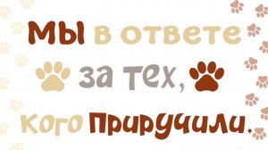 Анимация цитаты: Мы в ответе за тех кого приручили