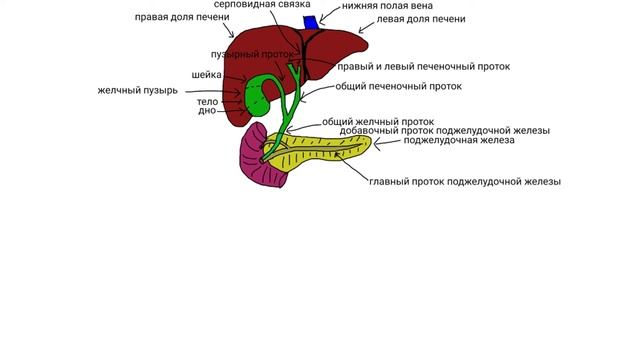 Анатомия желчных (желчевыводящих) путей