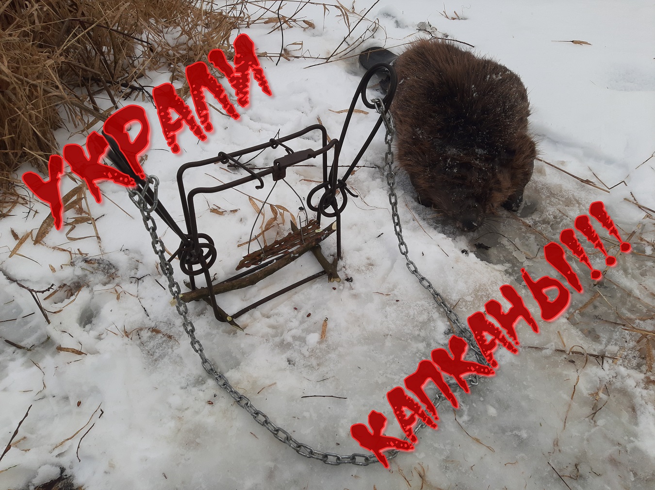Бобр кп 250. Капкан на гуся.