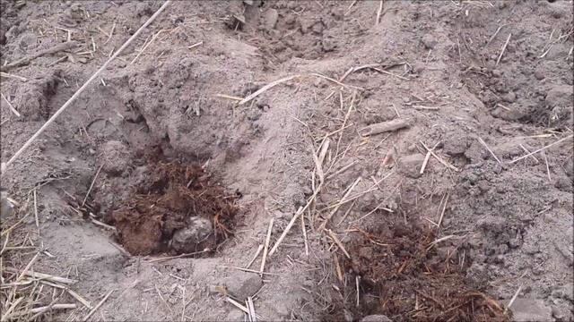 КАК УДАЧНО ВЫСАДИТЬ БАКЛАЖАНЫ ? СЛАДКАЯ ПАРОЧКА БИБО И НАЙТ ЛЕДИ. смотреть онлайн