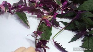 Монолог про цветок - Гинура и Гинура вариегатная (Gynura & Gynura variegata)