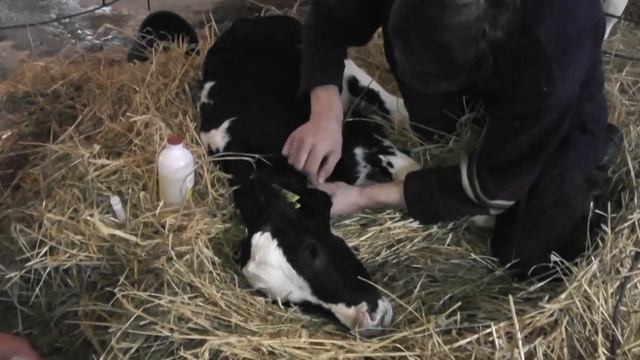 Токсическая диспепсия у тёлочки. Попытка терапии Дуфалайтом. смотреть онлайн