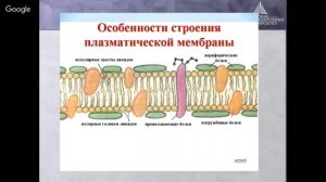 Бактерии. Строение и форма