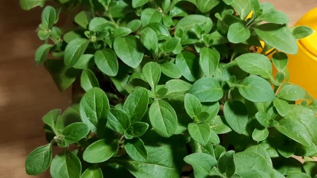 ЛИМОННАЯ КИСЛОТА ДЛЯ ЧЕРЕНКОВ ПЕТУНИИ. ЗАЧЕМ СТОИТ ПОЛИТЬ РАСТЕНИЯ ЛИМОННОЙ КИСЛОТОЙ. смотреть онлайн