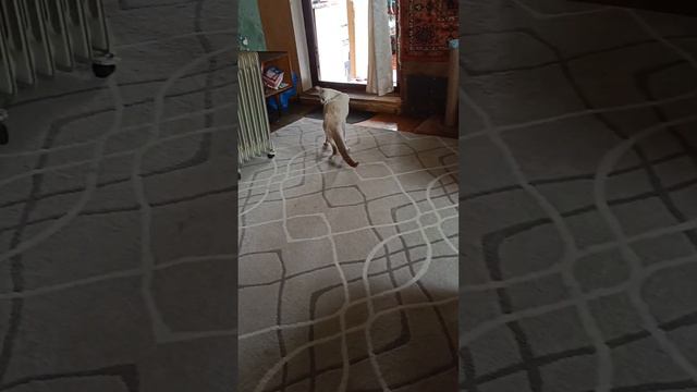 Кот на даче (2023 год) смотреть онлайн