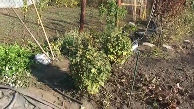Борьба с сорняками вдоль забора из сетки-рабицы׃  Стеклоизол