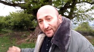 Прогулки по Осетии: самое старое дерево в Южной Осетии