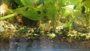 Отнерестились в общем аквариуме апистограмы рамерэзи бабочки