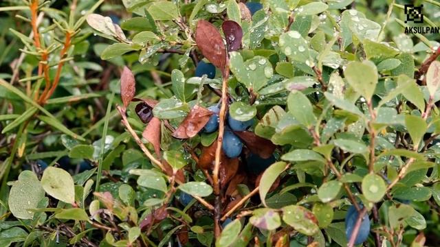 СЕВЕРНЫЙ УРОЖАЙ смотреть онлайн