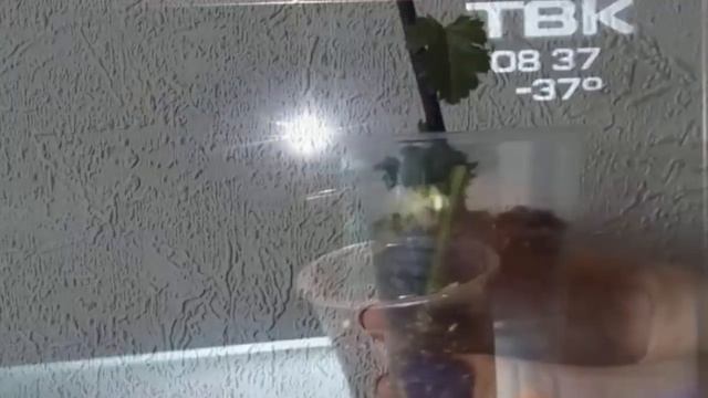 Ежевика Укоренение разными способами и Результат Посадка ежевики Black Berry-rooting