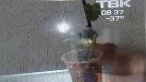 Ежевика Укоренение разными способами и Результат Посадка ежевики Black Berry-rooting