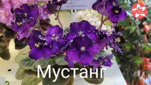 Красивейшие сорта фиалок с выставки в Доме Фиалки в Москве
