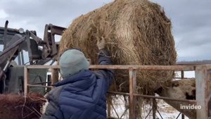 Вскрыли рулон Сенажа и кормим коров #герефорд #сенаж #кормление #трактор #фермер#ферма #корова #крс