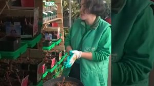 ?Пионы будут цвести как никогда, если их правильно посадить, а в дальнейшем делить