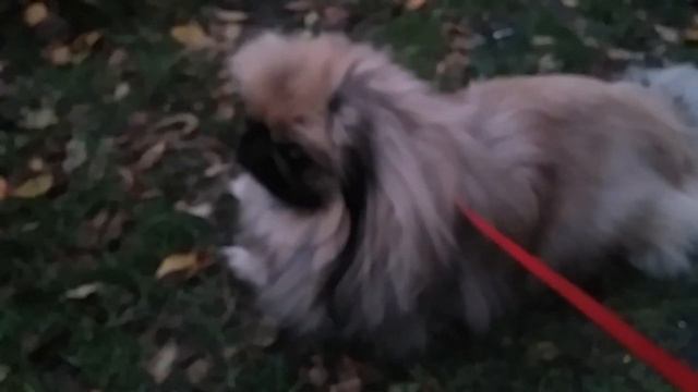 Пекинес-это декоративная порода. смотреть онлайн