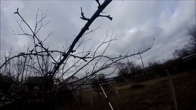 Первое весеннее опрыскивание плодовых деревьев.