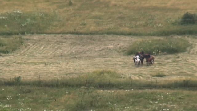 Dmanisi Suqala 1ci hisse смотреть онлайн