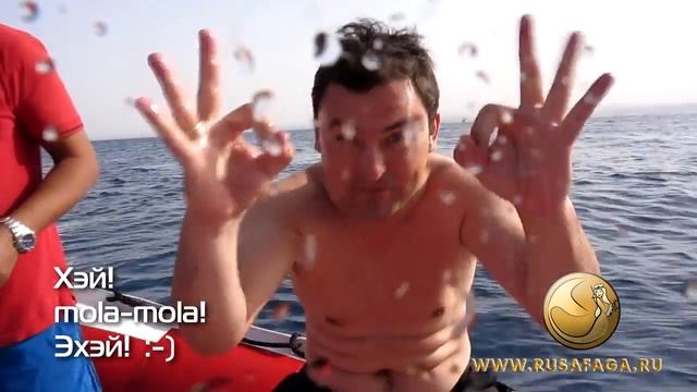 Луна-рыба мола-мола в Сафаге. Moonfish mola-mola  in Safaga.