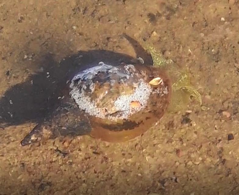 Обыкновенный Прудовик Lymnaea stagnalis, 22.07.2022, Великий Новгород