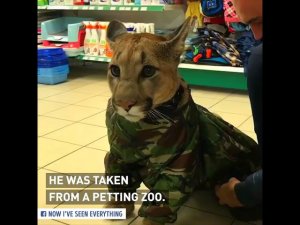 Мини история нашей пумы Месси созданная руками профессионалов Mini history of our cougar Messi