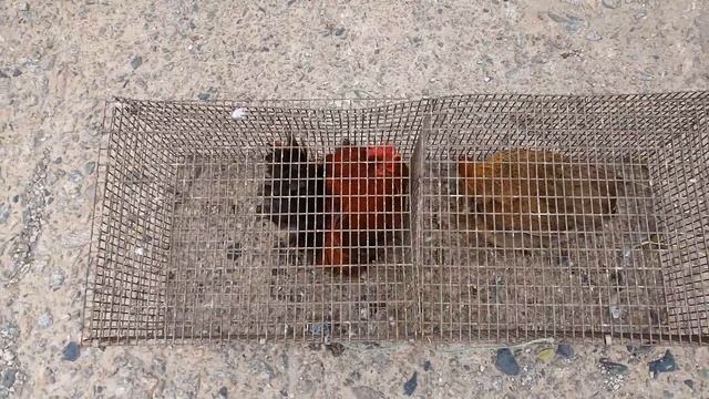 Ярмарка Голубей Кривой Рог 3 Декабря 2022 год. 1-Часть смотреть онлайн