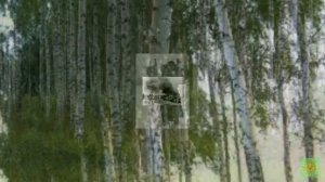 Плачет белая береза