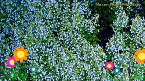 Душевик котовниковый Блю Клауд. Краткий обзор, описание характеристик calamintha nepeta Blue Cloud