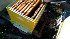 Заселяем пчел в улей из пенополиуретана