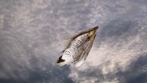 Е.  Фомин -  Высоко сокол летает /  E.  Fomin -  High falcon flies