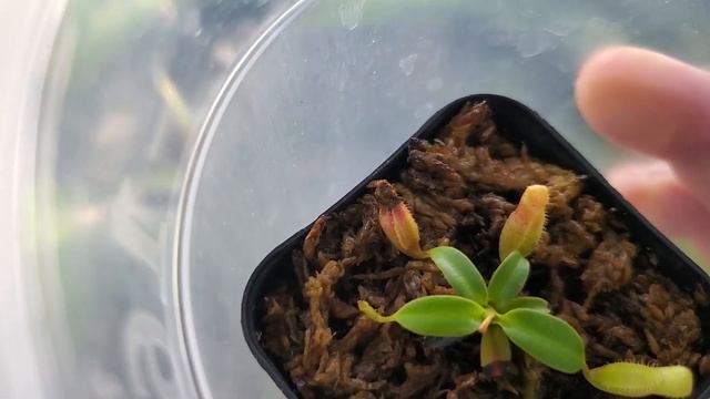 White Phal • New Cattleya seedlings • Catasetinae spikes and buds • Nepenthes growth смотреть онлайн