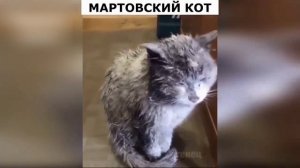 ?Смешные котики и собачки?