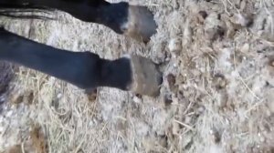 Лошадь не встает на заднюю правую ногу.MOV