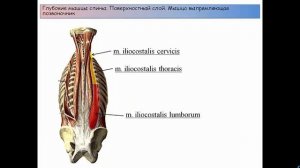 Мышцы и фасции спины: классификация, строение, функции, кровоснабжение, иннервация