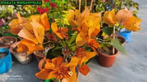 #Adarna_Yellow 💛💛 #Bougainvillea #@@ss 💐💐