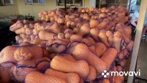 ПРОДАЖА ТЫКВЫ МАТИЛЬДА