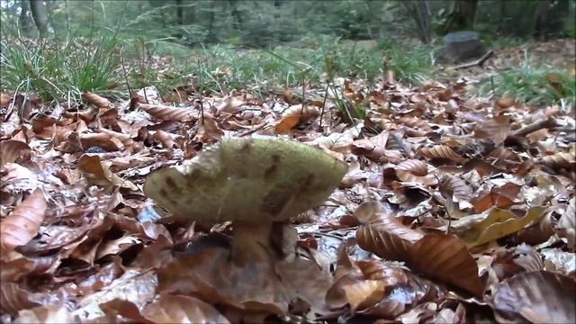 galletti, badius ed erytrophus смотреть онлайн