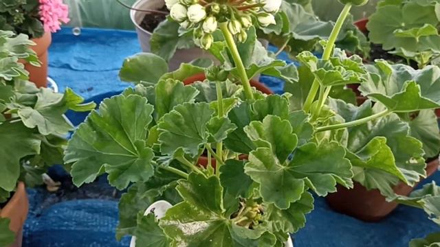 ПЕЛАРГОНИЯ СОРТ ПРИНЦ ГУСТАВ // КОЛЛЕКЦИЯ ЛИПАТОВОЙ АНАСТАСИИ смотреть онлайн