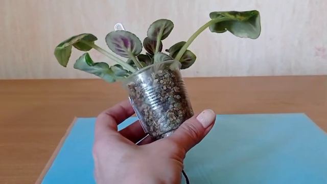 Пасынки в гранулированном субстрате смотреть онлайн