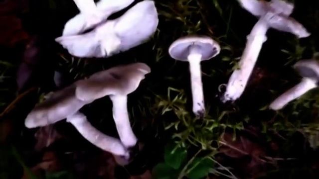 Грибы Мышата - Рядовки Серые - Рдовки Землистые - Рядовки Серо - Земляные. Как распознать. Лес.