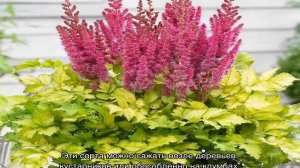 Астильба китайская