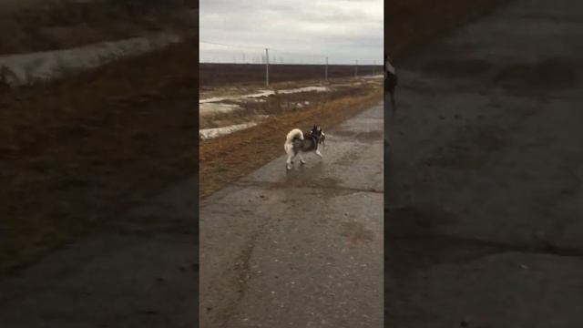 Siberian husky and muskrat in the tundra.| Сибирская хаска и ондатра в тундре.