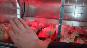 Боремся с расклёвом у индюшат хайбрид конвертер вес индюшат в возрасте 7 суток