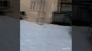 Продажа щенков Американская Акита и Акита Ину